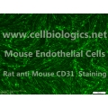CD1 Mouse Primary Kidney Endothelial Cells